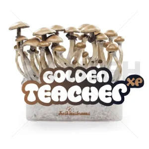 100% Mycelium Magic Mushroom Growkit Cambodian