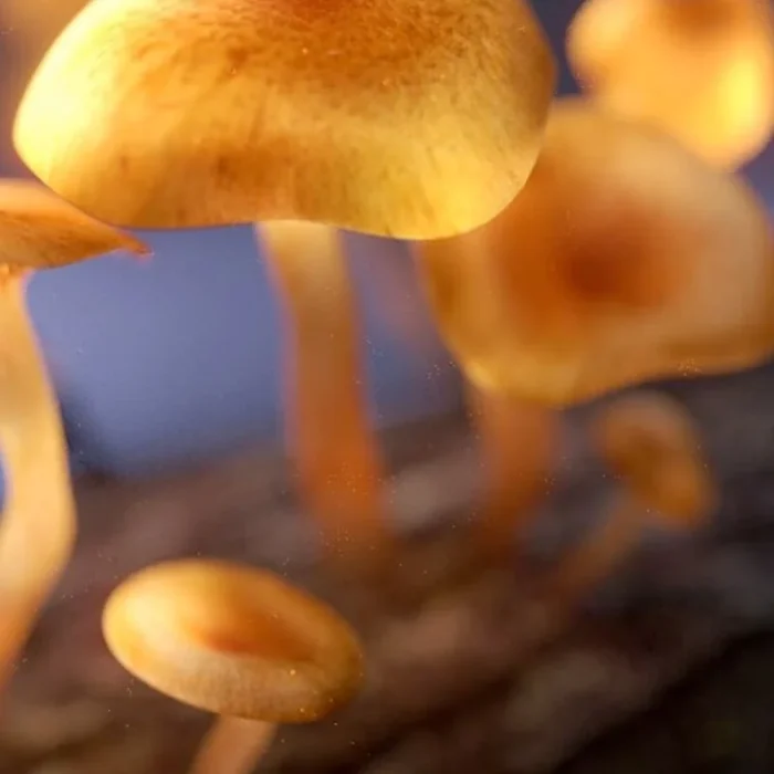 Buy Second Brain Microdose With Psilocybin Hot Chocolate Second Brain Microdose With Psilocybin Hot Chocolate