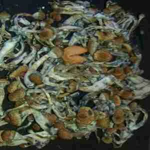 Psilocybin Cubensis