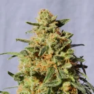 Buy Afgoo / Oz