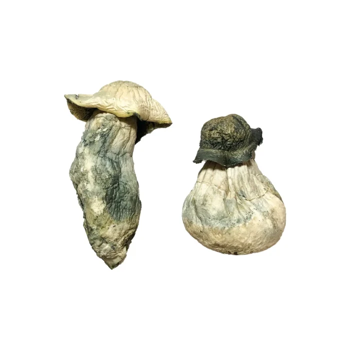Buy APE Magic Mushrooms APE Magic Mushrooms