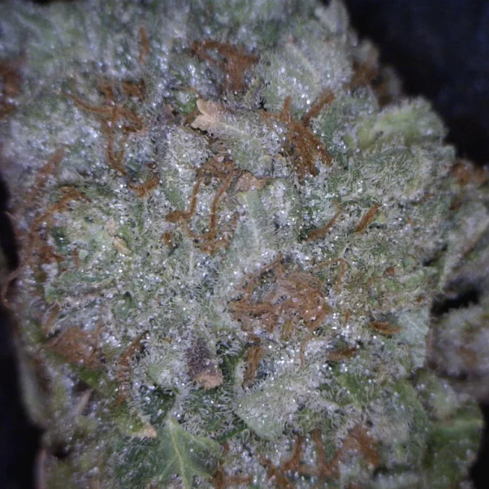 Buy Alien Purple OG / Oz Alien Purple OG / Oz