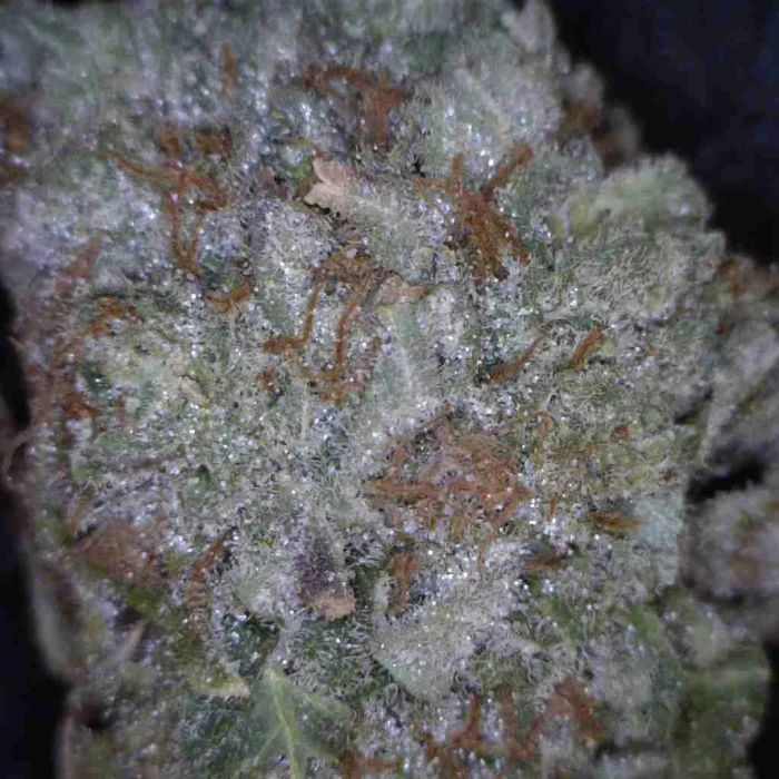 Alien Purple OG / Oz