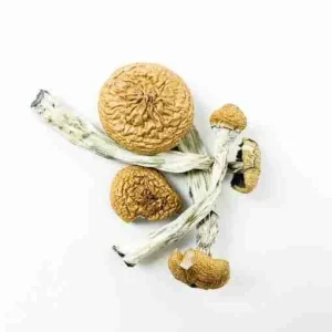 Amazonian Magic Mushrooms