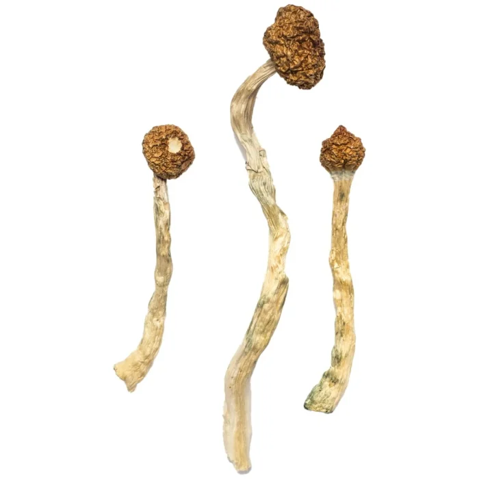 Buy Arenal Volcano Magic Mushrooms Arenal Volcano Magic Mushrooms