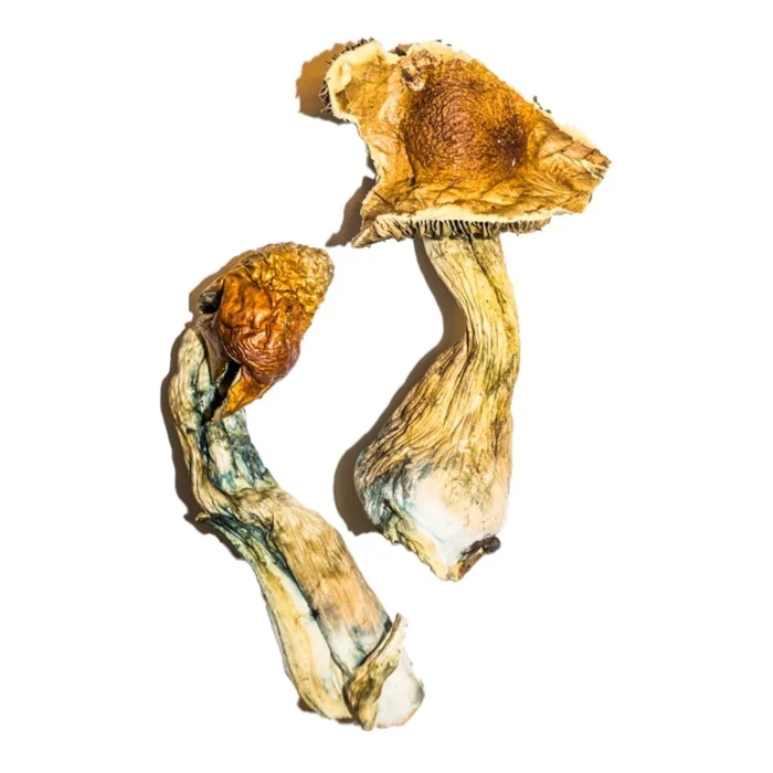 Buy B+ Magic Mushrooms B+ Magic Mushrooms