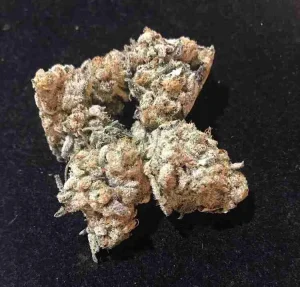 Bay 11 Strain