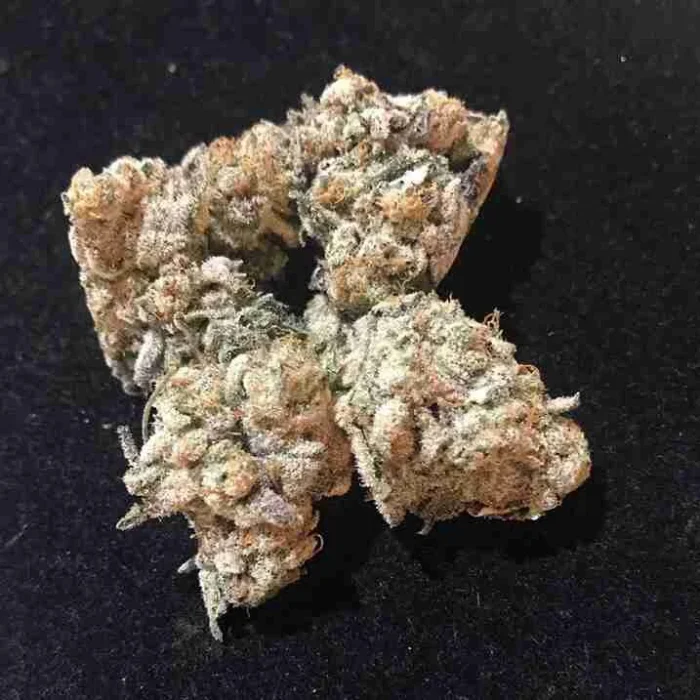 Bay 11 Strain