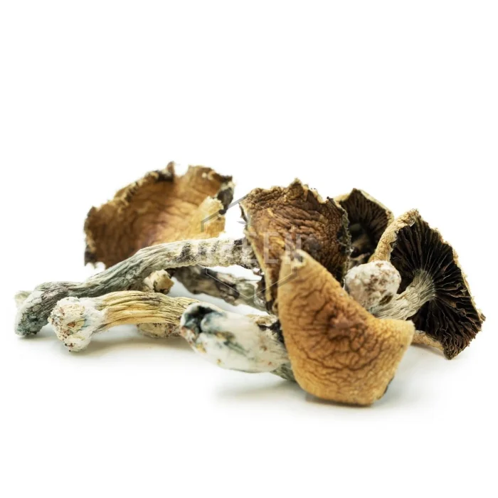 Psilocybe Cubensis