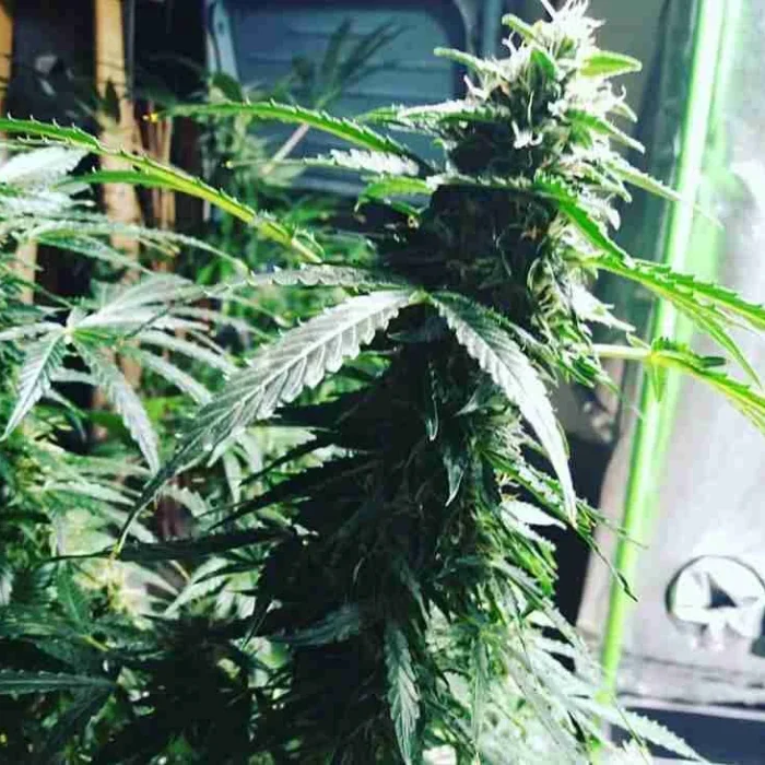 Buy Auto-flowering Seeds Auto-flowering Seeds