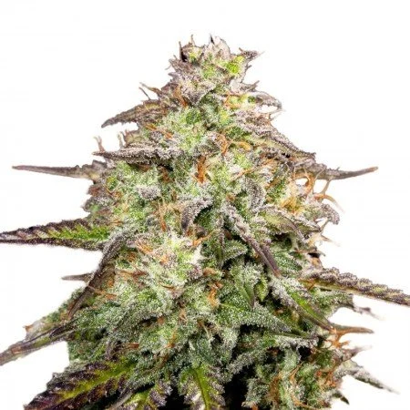 Buy Money Maker Seeds Money Maker Seeds