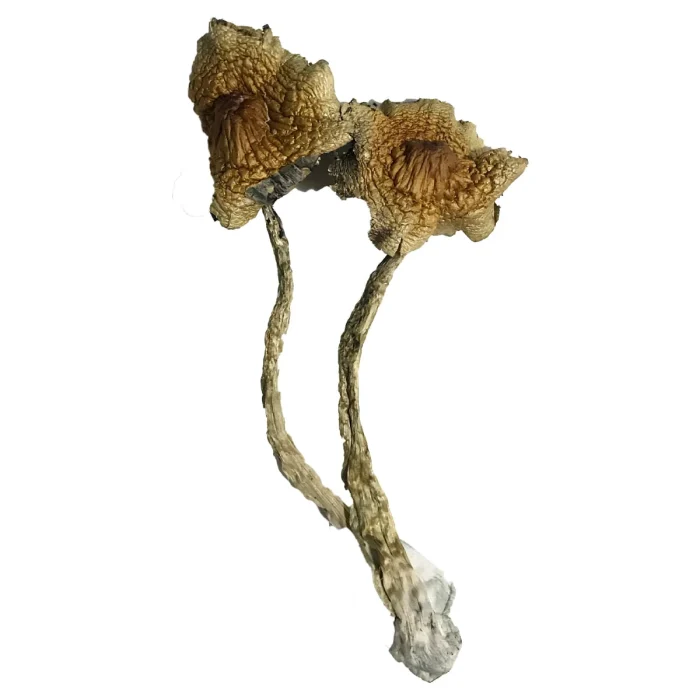 Buy Cambodian Magic Mushrooms Cambodian Magic Mushrooms