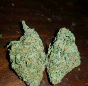 Cinderella 99 / Oz