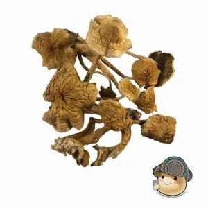 Cuba Magic Mushrooms