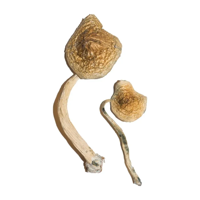 Buy Cuban Magic Mushrooms Cuban Magic Mushrooms