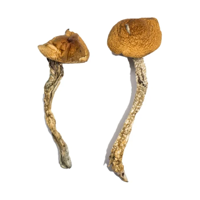 Buy Daddy Long Legs Magic Mushrooms Daddy Long Legs Magic Mushrooms