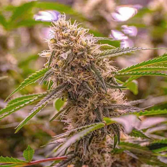 Buy Feminized Seeds Feminized Seeds