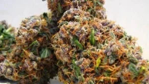 Fruity Pebbles Weed