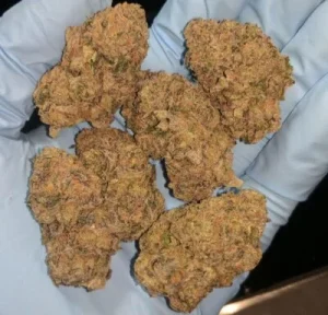 Garlic Cookies Strain