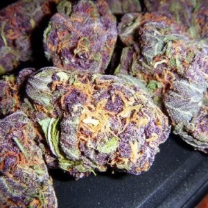 Purple Urkle