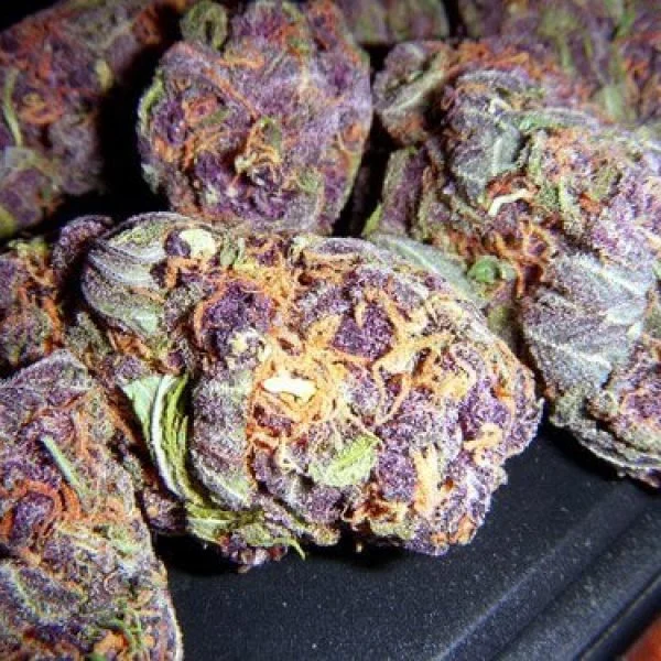 Buy Purple Urkle Purple Urkle