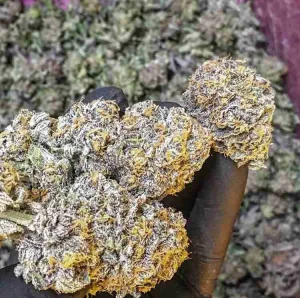 Grape Ape Weed