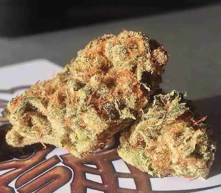 Grapefruit Strain