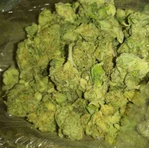 Green Crack