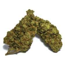 Gushers / Oz
