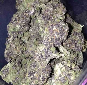 Purple Hindu Kush