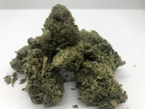GELATO AAA+