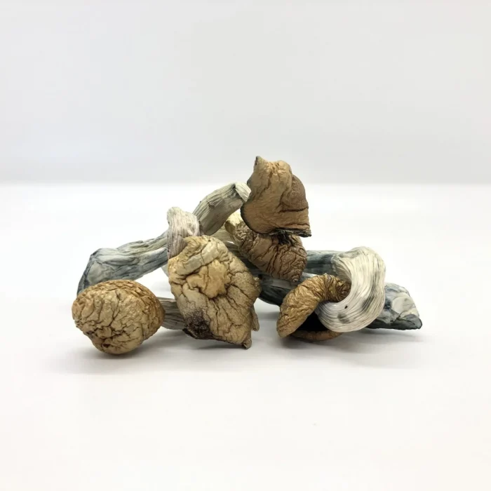 Amazonian Magic Mushroom