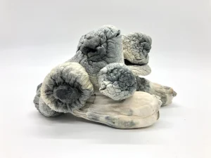 Albino Penis Envy Magic Mushroom