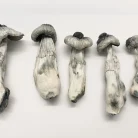 Albino Penis Envy Magic Mushroom