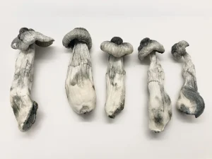 Albino Penis Envy Magic Mushroom
