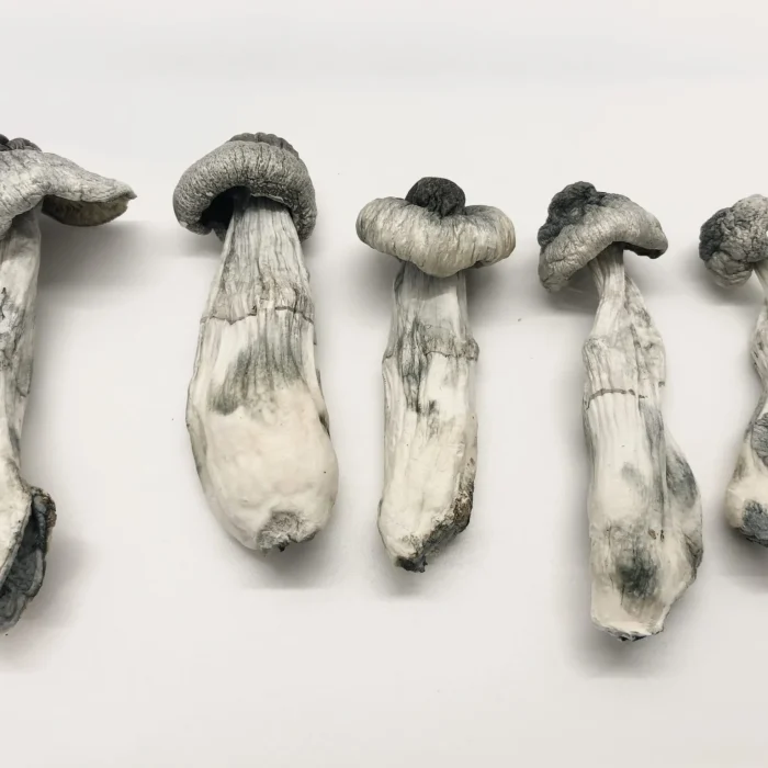 Albino Penis Envy Magic Mushroom
