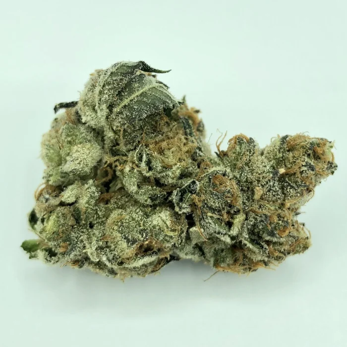 Buy Girl Scout Cookies Strain Forum Cut Girl Scout Cookies Strain Forum Cut