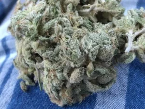 Jungle cake strain