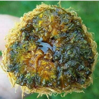 Buy Martian Rocks Weed Martian Rocks Weed