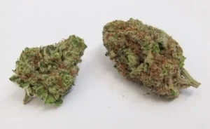Mimosa Strain