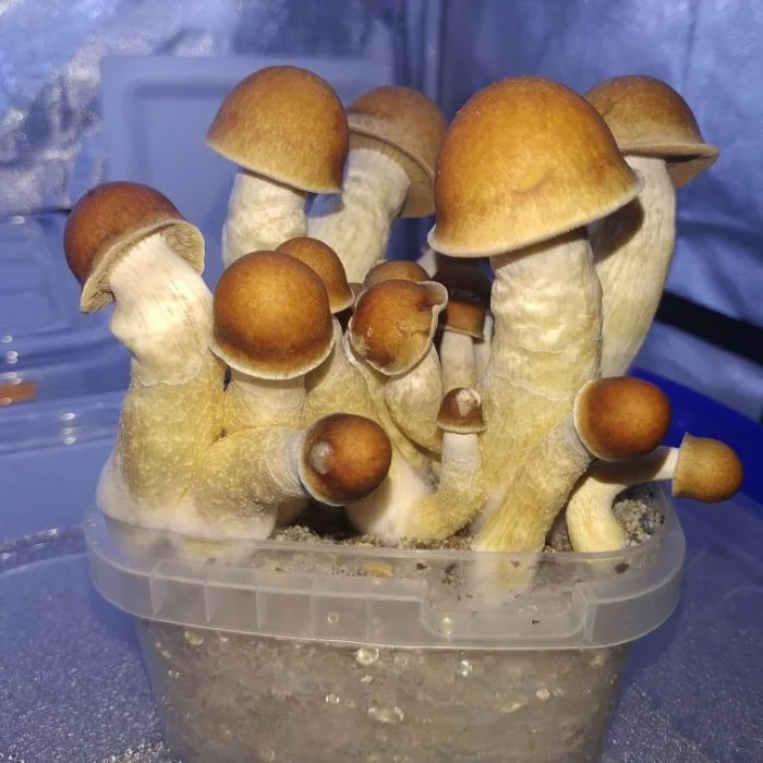 Monster Penis Envy Mushroom
