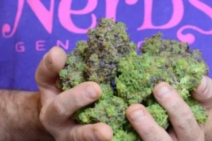 Nerds strain | Genetics Marijuana Strain