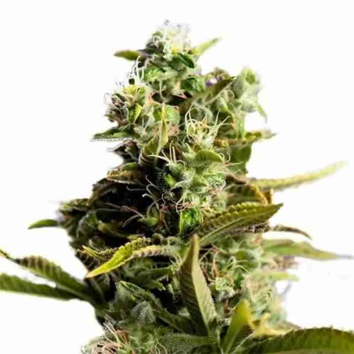 Buy Pain killer Feminized Seeds Pain killer Feminized Seeds