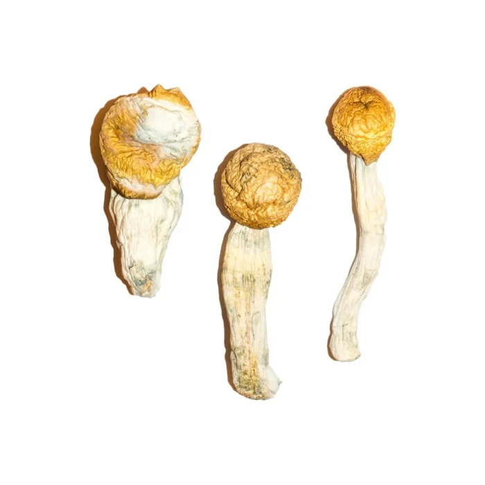 Buy Penis Envy Mushrooms Penis Envy Mushrooms