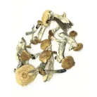 Psilocybe Cubensis