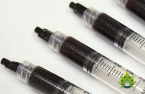 RSO CBD Cannabis Oil