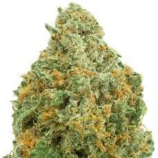 Raspberry Kush