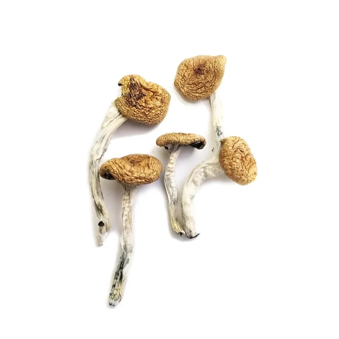 Buy Burmese Magic Mushrooms Burmese Magic Mushrooms