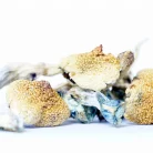 Costa Rican Magic Mushrooms