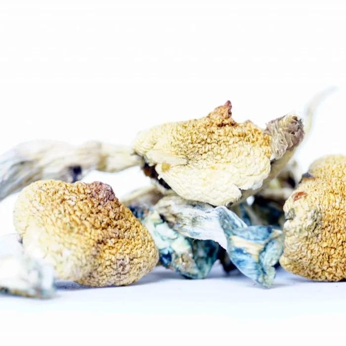 Costa Rican Magic Mushrooms